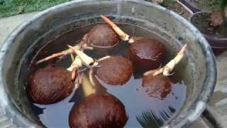 Download lagu Meliarkan bahan bonsai kelapa Meliarkan bahan bonsai kelapa