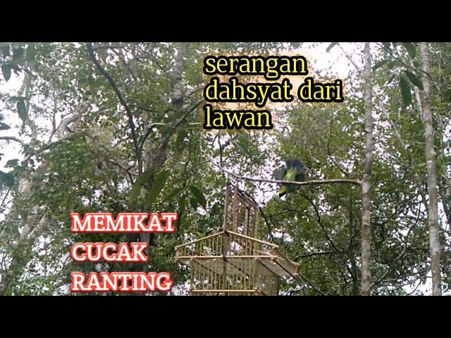 Memikat Cucak Ranting||begitu turun lawan langsung menyerang class=