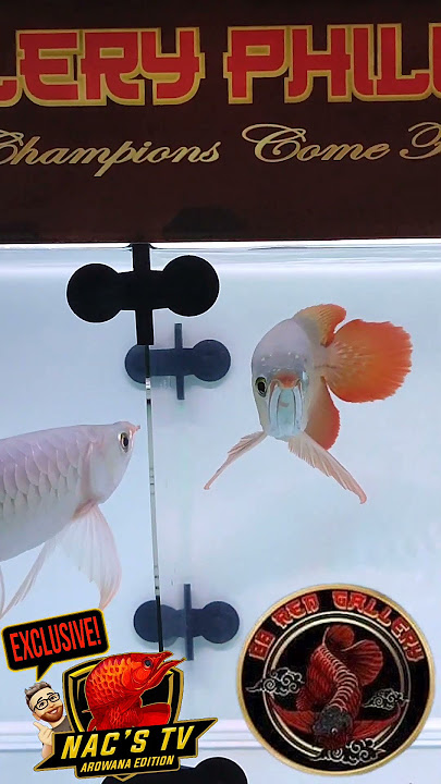 88 Red Gallery Philippines Super Red Arowana(Midsize)