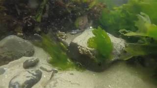 Cannon Beach Tidepool