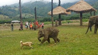 Baby Elefant jagt einen Hund und wird wütend!