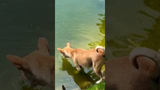 OMG Couple dogs ? are thirsty and drinking water from lakefront spotted shorts dog wildlife