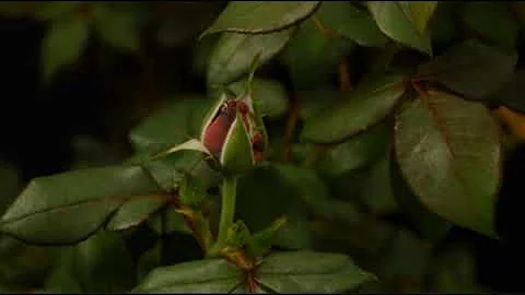The Rose