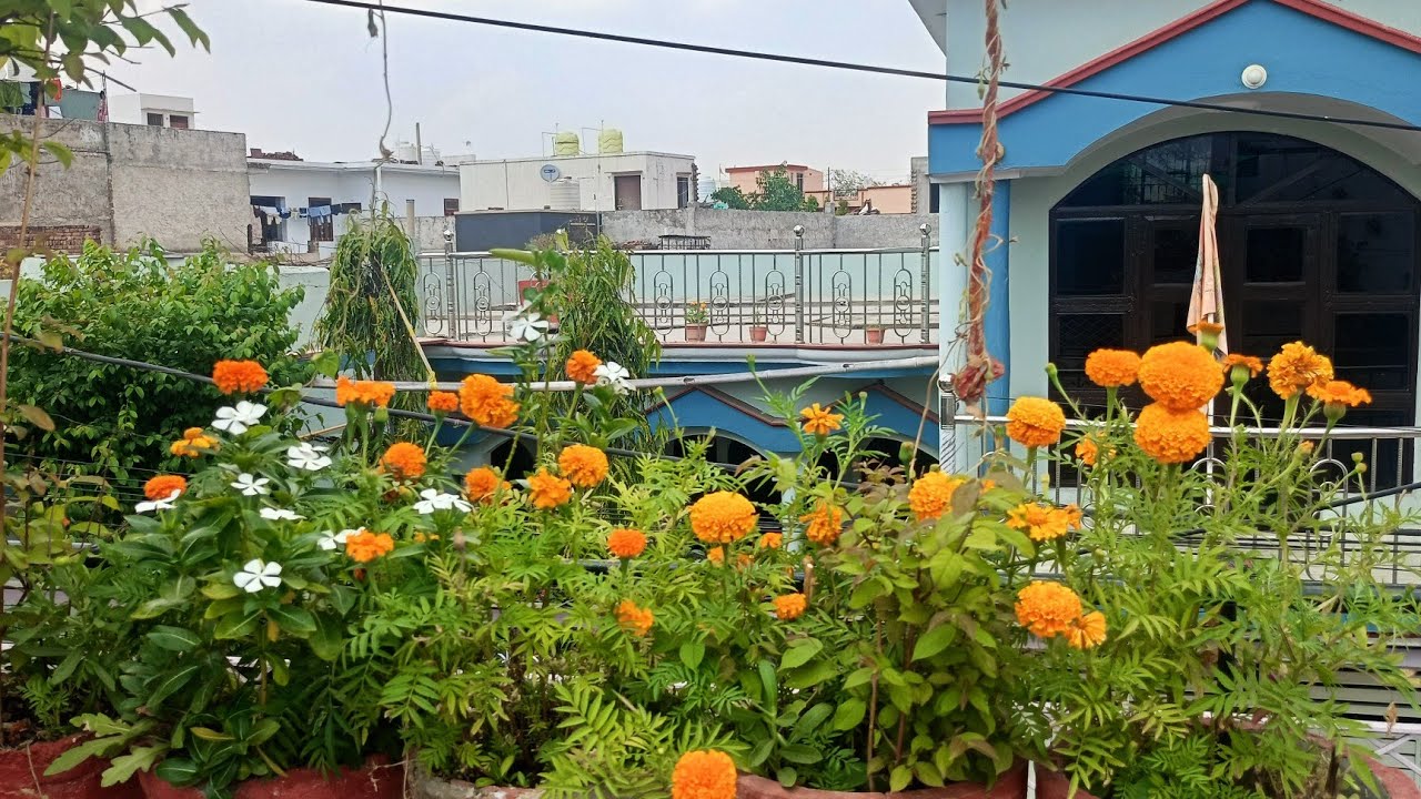 #easy terrace garden 🏡#gardening tips 🪴 - YouTube