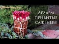 Привитые саженцы винограда. Самый простой способ настольной прививки в домашних условиях!