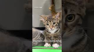 Adorable Kittens Jump On Each Other After Seeing Woman Outside Pet Shop