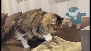 猫カフェ行った話をちょっとする