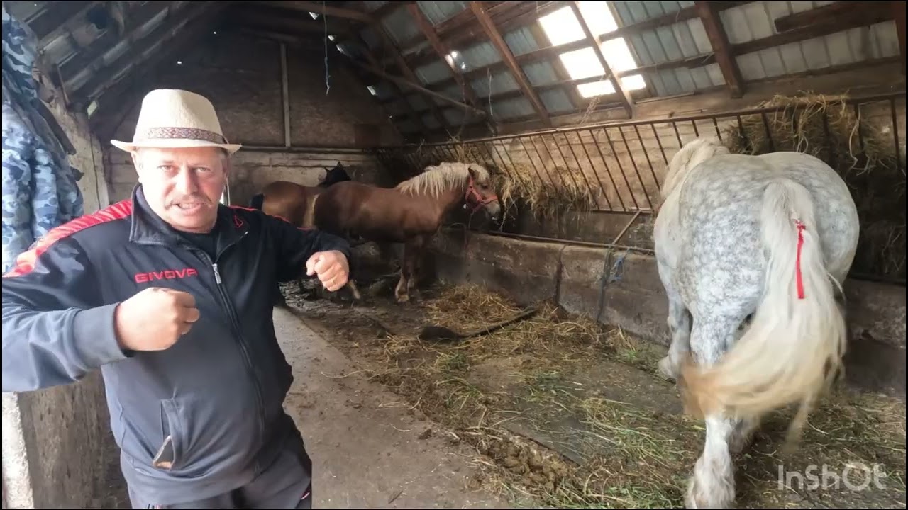 CAII LUI PANCICA DE LA SARMAS.MURES🐎POVESTEA🐴DRAGOSTEA PENTRU CAI 🐎