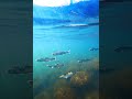 A school of shimmering fish swims gracefully through a clear blue lake with gentle ripples, sunlight