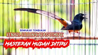 MASTERAN MURAI BATU BONGKAR ISIAN KENARI DAN CILILIN, 99% AMPUH BIKIN MURAI APAPUN CEPAT MENIRUKAN