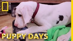 Puppy Days Youtube