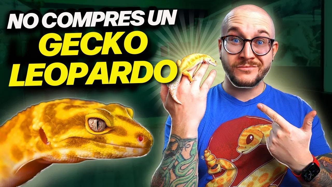 ¡Los Gecko Leopardo apestan! 3 razones para elegir a estos lagartos mejor