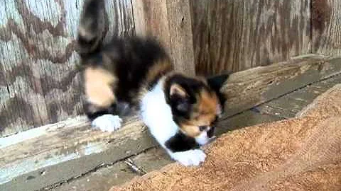 Watch the video about Calico Munchkin kitten and littermates 4-22-12.MP4