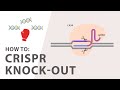 How to perform a crispr knockout experiment