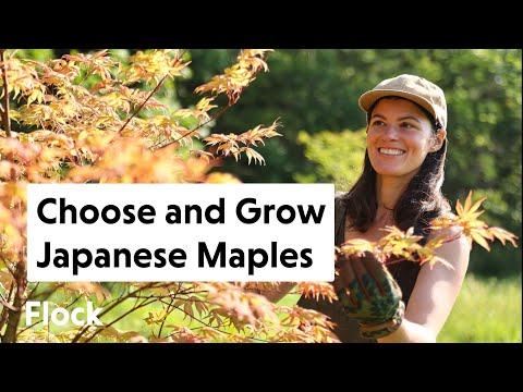 Video: Is Japannese maples en acers dieselfde?