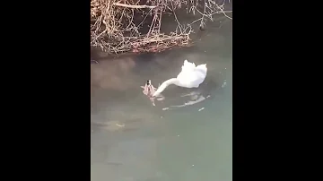 Нападение лебедя на утку / swan attack duck 🦆