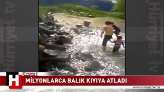 Felaket Mi̇ Bereket Mi̇ Mi̇lyonlarca Balik Kiyiya Atladi