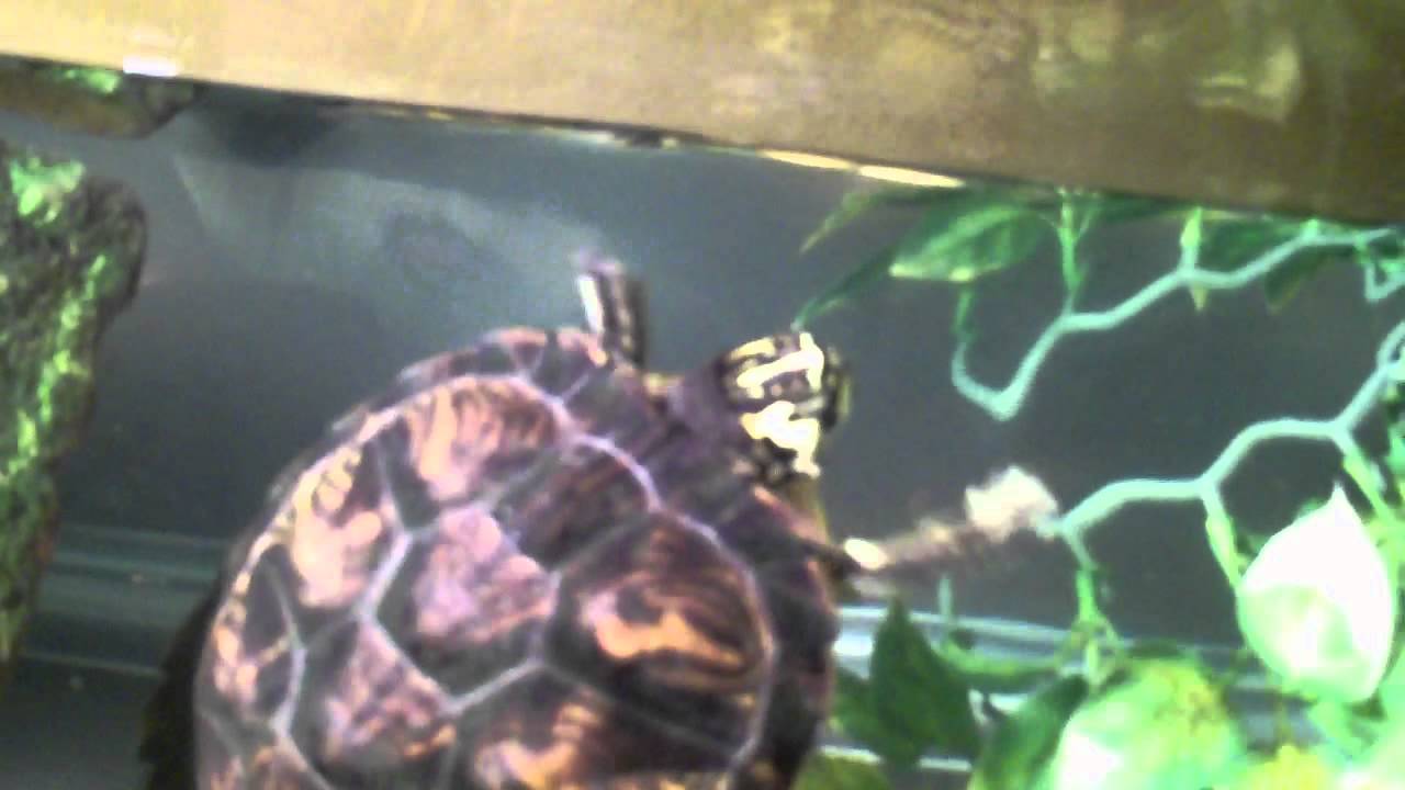 video phone beyonce mp3 i went to a reptile expo!