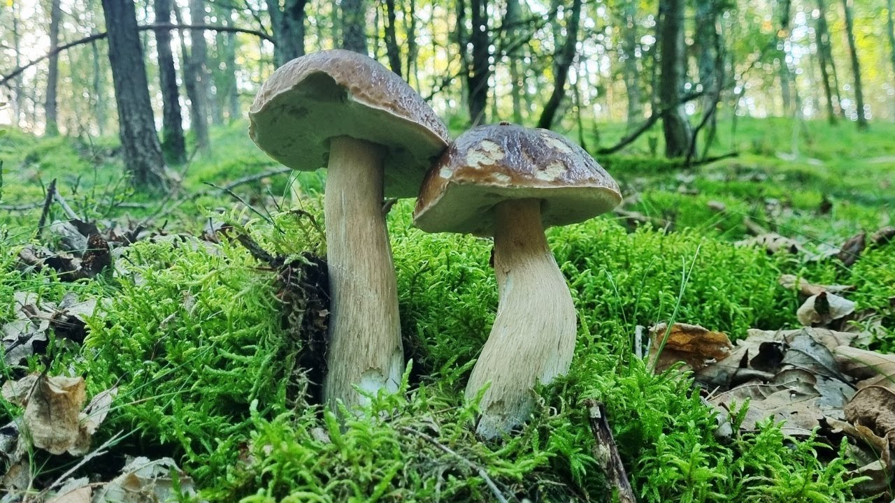 GRZYBOBRANIE w LASACH LIŚCIASTYCH, a następnie w BORACH SOSNOWYCH - JESIENNE GRZYBY 🍄‍🟫🍄‍🟫🍄‍🟫