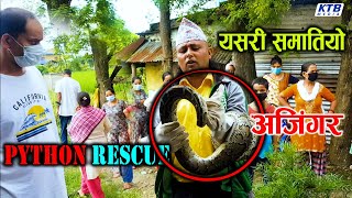 OMG गोठमा अजिंगर !! Rescue Python !! from purbi chitwan !!, nippani !!. by yamlal bhandari !!