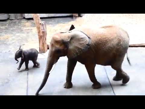 Baby Kibali & Mama Numbi spielen. Afrikanischer Elefant (Loxodonta africana) Lumix dc-fz82 Superzoom