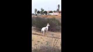My Whippets, Ashes And Figaro, Running Free.