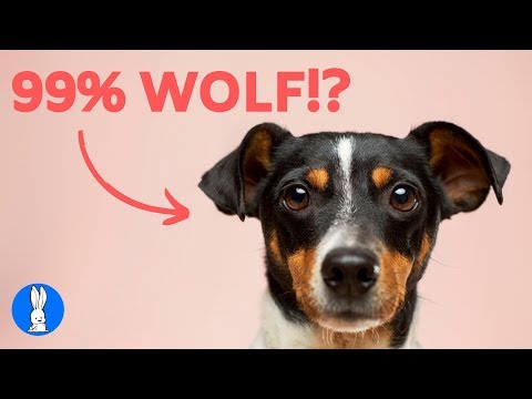 วีดีโอ: 4 ข้อเท็จจริงเกี่ยวกับสายตาสุนัขที่คุณอาจไม่รู้