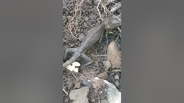 Cận cảnh Tắc ké ...... đẻ trứng.😊