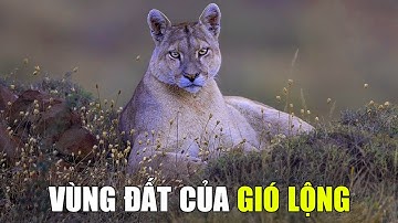 Patagonia Hoang Dã - Vương Quốc Của Gió | Khám Phá Thế Giới Động Vật Hoang Dã