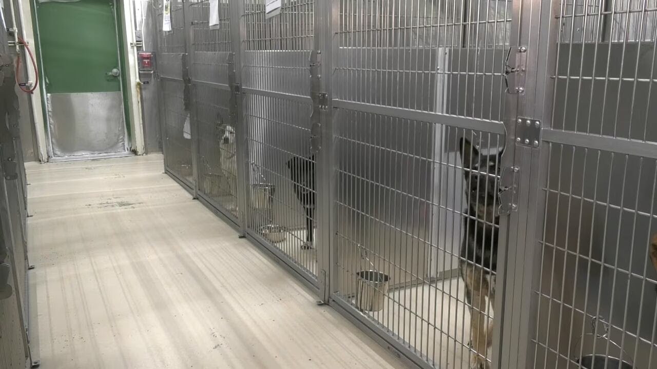 Fairbanks animal control hits shelter capacity for dogs