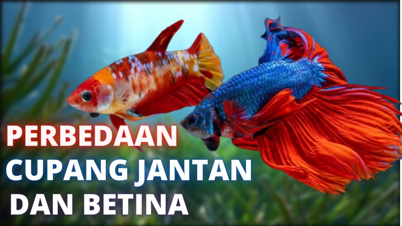 5 Cara Praktis Membedakan Ikan Cupang Jantan Dan Ikan Cupang Betina