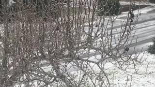 Redneck Sledding In Savannah