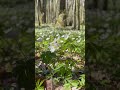 The sounds of spring. #spring #forest #soundon