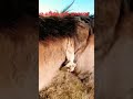 un par de vueltas #caballos