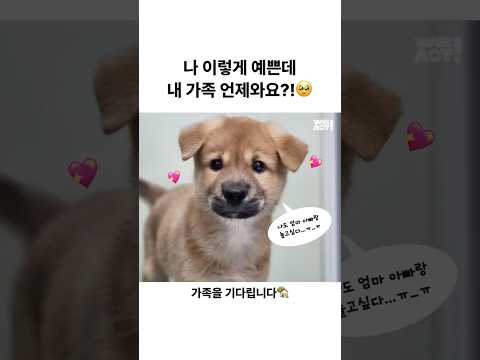 나도 가족 만날 수 있을까요..? | 동물구조단체 #WEACT thumbnail