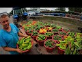 A DAY ON OUR VEGETABLE FARM