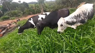 PRODUZINDO 600 LITROS DE LEITE POR DIA COM 23 VACAS EM APENAS 3,5 HECTARES