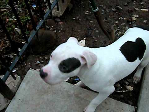 Droll White Pitbull Puppies For Sale