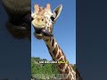 Você sabia que a girafa tem uma LÍNGUA GIGANTE?! 😛 #curiosidadesanimais #sombrascurtas #animais