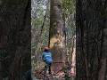 Derrubador derrubando Árvore de Jatobá no manejo florestal sustentável. Mafia da tora.
