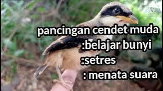 suara anaan cendet belajar bunyi//cukup 5 menit cendet lain ikutan bunyi....