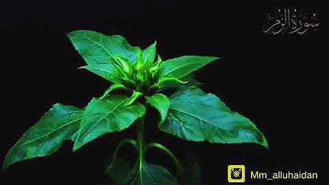 محمد اللحيدان//حالات وستوريات//بتلاوة هادئة من سورة الزمر