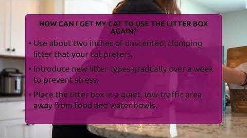 How Can I Get My Cat To Use The Litter Box Again? - Happy Cat Handbook