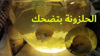 شاهد كيفية تغذية الحلزونة| الحلزونة بتضحك ا أباجورة مضيئة بالكائنات الحية | اسماعيليات