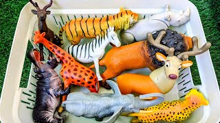 Wild Animals for Kids: Learn Zebra Lion & Giraffe Adventures | Educational Videos for Toddlers