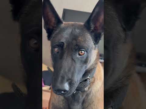 Кайман малинуа в ожидании сюрприза #шортс #малинуа #бельгийскаяовчарка #дрессура