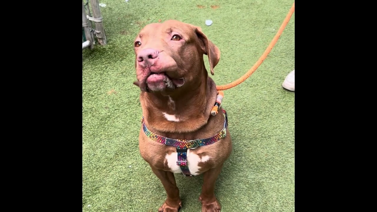 Summit 235909 makes new fiends and loves to get pets!!