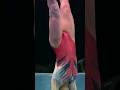 23 タンブリング 体操女子 JPN TB TF SY #sports #gymnast #athlete #体操選手