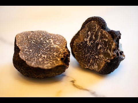 American Truffle Company Harvests First Scientifically Cultivated European Black Truffle in America