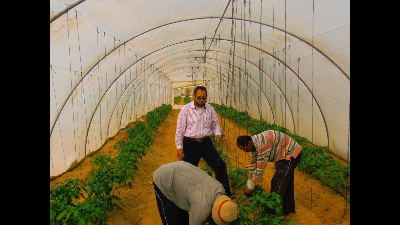 ملوحة التربه وتاثيرها على النمو فى الفلفل الالوان للمهندس اسعد الفقى 01090855418